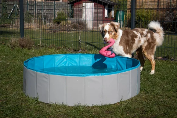 Hund mit Spielzeug an einem Hundepool